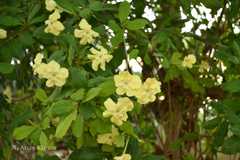 Brunfelsia americana